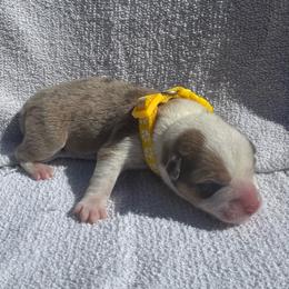 Cooper - Sable male Pembroke Welsh Corgi puppy in Ruidoso, New Mexico from Ruidoso's Crowned Companions