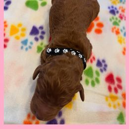 Goldendoodle Puppies from Quentin Brewer