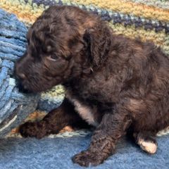 Taron - Brindle male Double Doodle puppy in Chesapeake, Virginia from Doodle-Cove