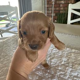 Girl 2 - Fawn (Isabella) female Dachshund puppy in Modesto, California from Lola’s Doxies