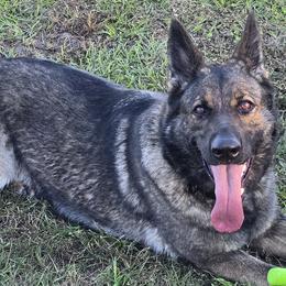 French Bulldogs and German Shepherds from Crossfire Elite Canines
