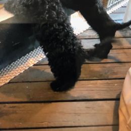 Cavapoo Puppies from Wee-1 Cavapoos