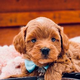 Cain - Merle male Goldendoodle puppy in North Carolina from NC Doodle Puppies