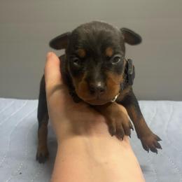 Tulip - Black and tan female Miniature Pinscher puppy in Lancaster, Missouri from White Stone Ranch