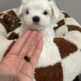 POOH KOREAN DOLL FACE - White male Maltese puppy in Orlando, Florida from Denise’s Puppies