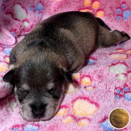 Ruby - Salt and pepper female Miniature Schnauzer puppy in Frankford, Delaware from Miniature Schnauzers of Delmarva