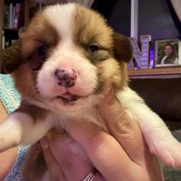 Sweetie - Red male Pembroke Welsh Corgi puppy in Derby, Iowa from Newton Hay & Cattle