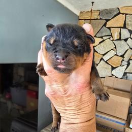Lil Filly - Black and mahogany male Rottweiler puppy in Salt Lake City, Utah from Snubnose Rottweilers LLC