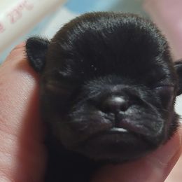 Girl 1 - Black Pug puppy in Brush Prairie, Washington from Paradise Peaks