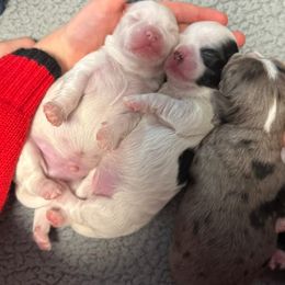 Chihuahua Puppies from Tiny Paw Stars LLC