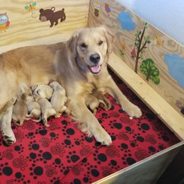 Golden Retriever Puppies from Big Bend Goldens