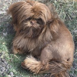 Miracle - Shih Tzu puppy from Maison Petit Lion