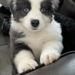 Australian Shepherd Puppies from Storm and Sage Australian Shepherds