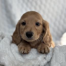 Dachshund Puppies from Dash of Love