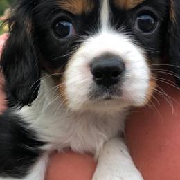 Cavalier King Charles Spaniels and Cavapoos from 3W Ranch