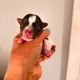Scooby - Parti male Yorkshire Terrier puppy in Hot Springs, Arkansas from Weslynn Kennels