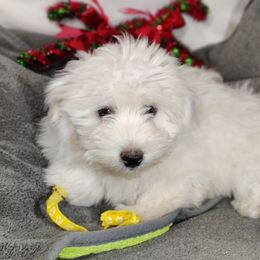 Gage - White male Coton de Tulear puppy in Westfield, North Carolina from Legacy Pets