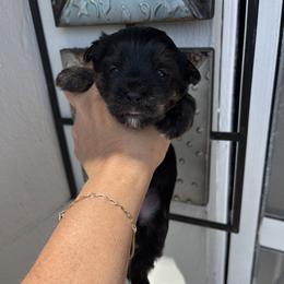 Yorkshire Terrier Puppies from XOXO YORKIES