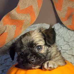 Chihuahua Puppies from Grace & Glory Chihuahuas