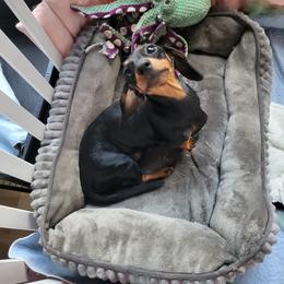 Katie - Dachshund