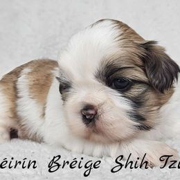 AKC Brindle & White Parti Male - Brindle and white male Shih Tzu puppy in Middle Grove, New York from Beirin Breige Shih Tzus