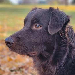 Bodhi - Australian Shepherd