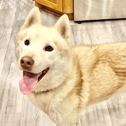 Ollie - Siberian Husky
