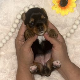Yorkshire Terrier Puppies from XOXO Yorkies