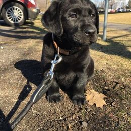 Labrador Retriever Puppies from Bear Bones Labradors