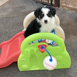 Australian Shepherd Puppies from Topaz Aussie’s
