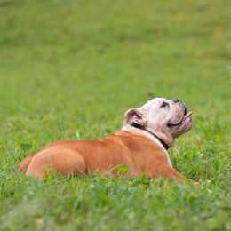 Bulldog Puppies from Brandywine Bulldogs