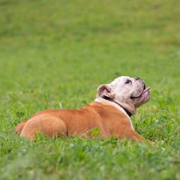Bulldog Puppies from Brandywine Bulldogs