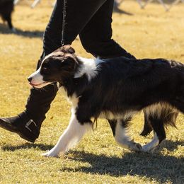 Border Collies from Tammy's Border Collies