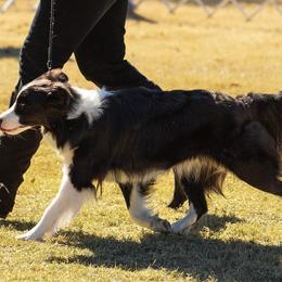 Border Collies from Tammy's Border Collies