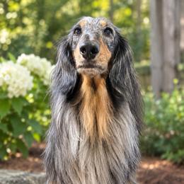 Luca - Dachshund