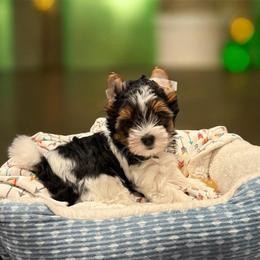 Ember - Black tan and white female Biewer Terrier puppy in Philipsburg, Pennsylvania from Happy Valley Biewer Terriers