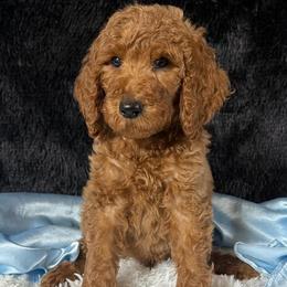 Blue boy - Red  male Poodle puppy in Bowling Green, Kentucky from Ritzy Red Poodles
