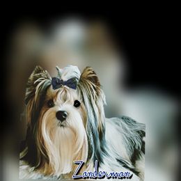 Zander - Yorkshire Terrier