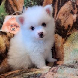 BUNNY Boy 2 - White male Pomeranian puppy in Lore City, Ohio from Tonia's Pomeranians