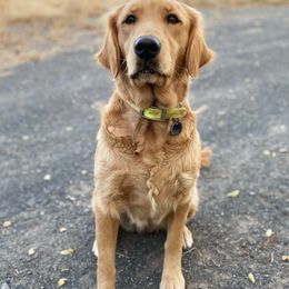 Golden Retrievers from Canyon Edge Acres