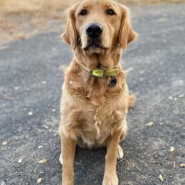 Golden Retrievers from Canyon Edge Acres