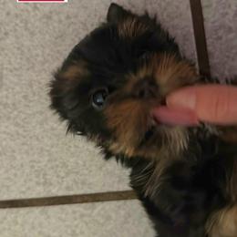 Mary Jane - Black and tan female Yorkshire Terrier puppy in California from Corazon de gigante