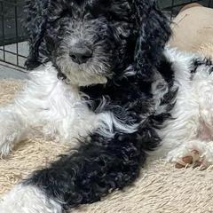 Goldendoodles from Cole Family Doodles