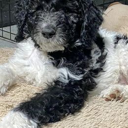 Goldendoodles from Cole Family Doodles