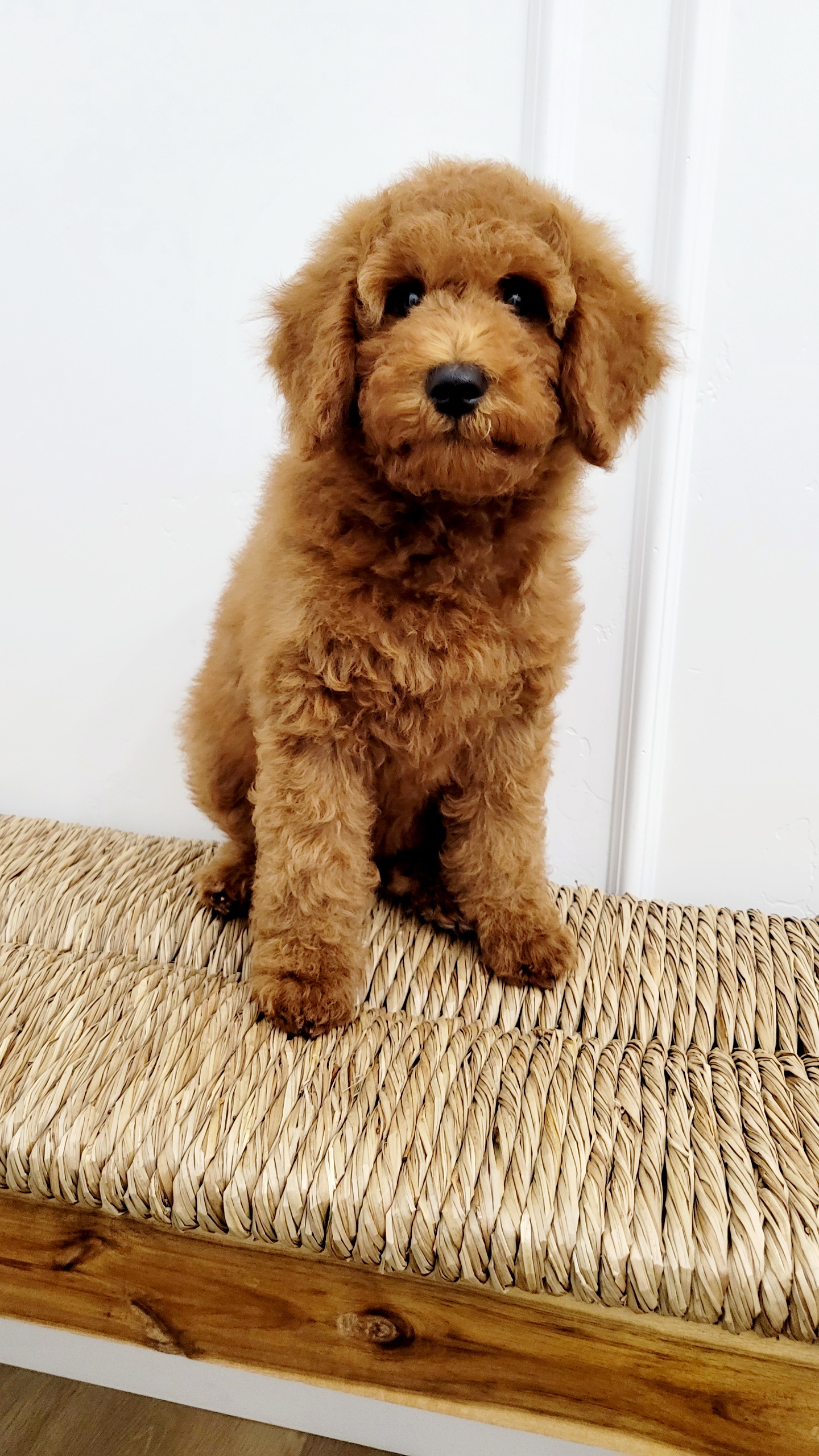 Girl 1 - Red Labradoodle puppy in Payson, Utah from Utah County Labradoodles