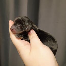 Edward - Black and tan male Dachshund puppy in Pasco, Washington from G & G Kennel