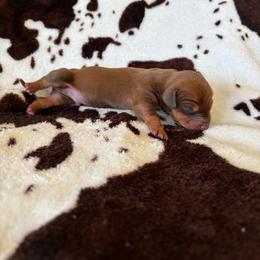 Hickory - Red male Dachshund puppy in Opelika, Alabama from Dachshund Darlins