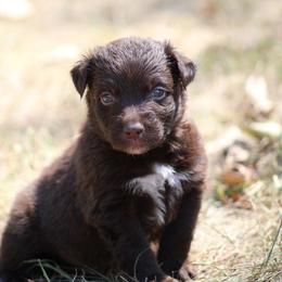 Jamie - Red & white male Australian Shepherd puppy in Violet Hill, Arkansas from Sweets' Cattle Co and Australian Shepherds