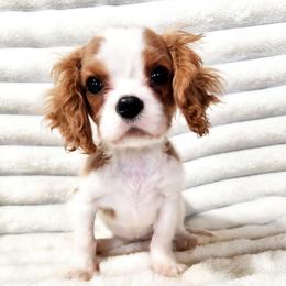 Cieson - please read description - Blenheim male Cavalier King Charles Spaniel puppy in Wilburton, Oklahoma from My Kids Kennel