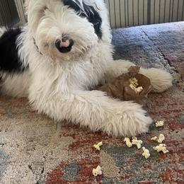 Sheepadoodle All Grown Up from The Artman Family